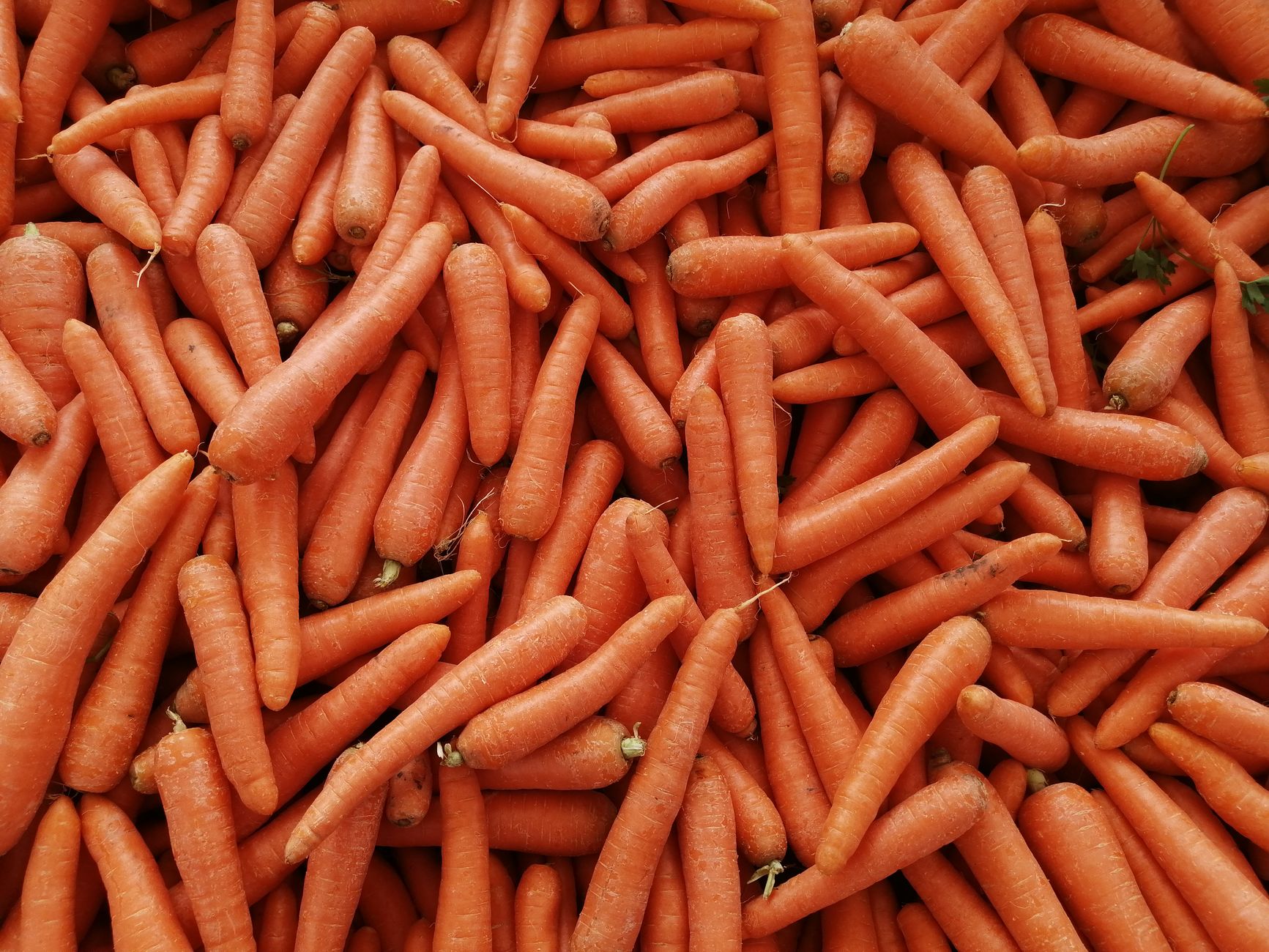 Algerian Carrots