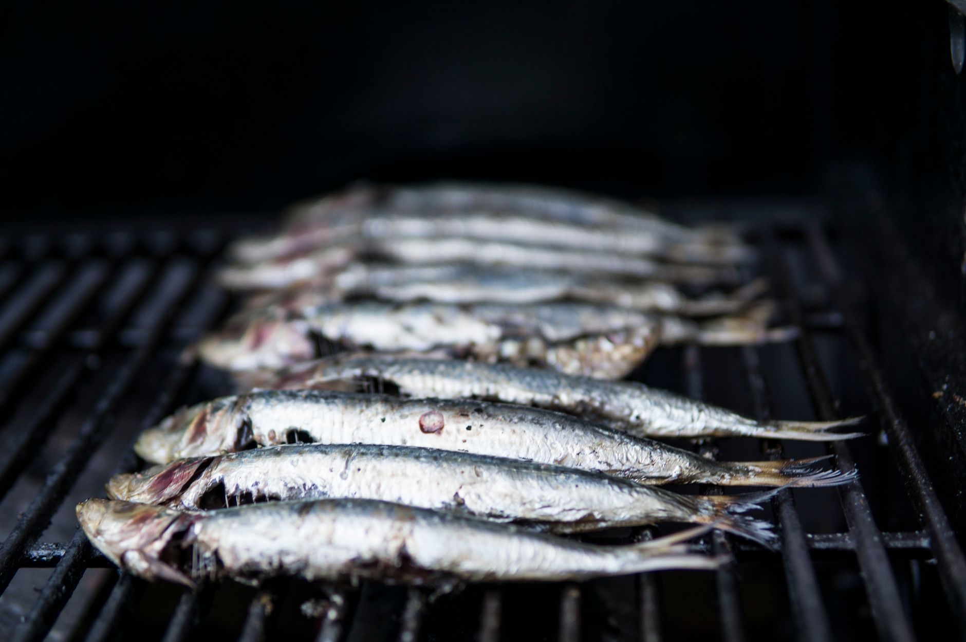 Fresh sardines