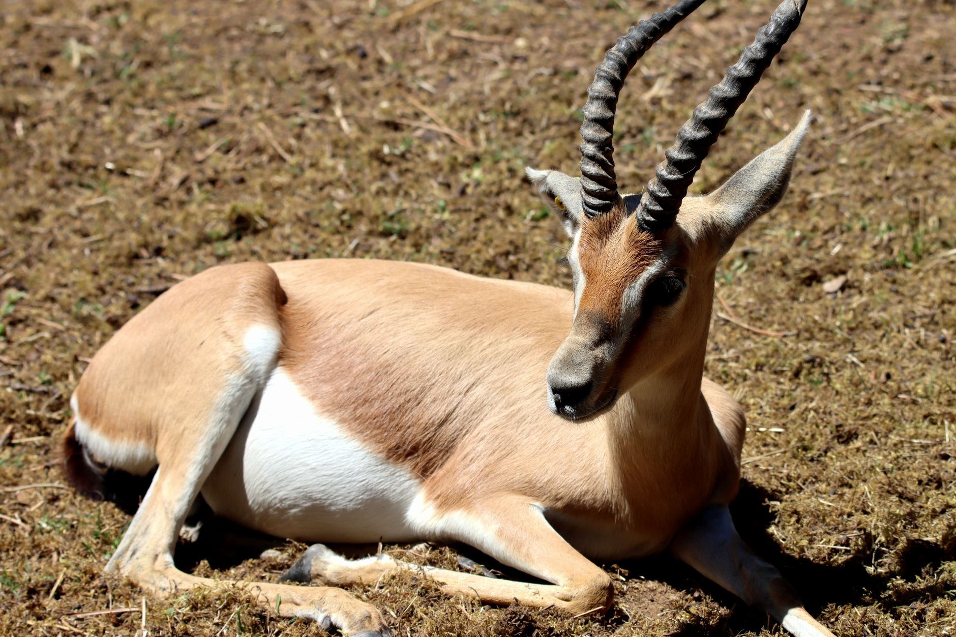 Cornes de Gazelle (Gazelle Horns)