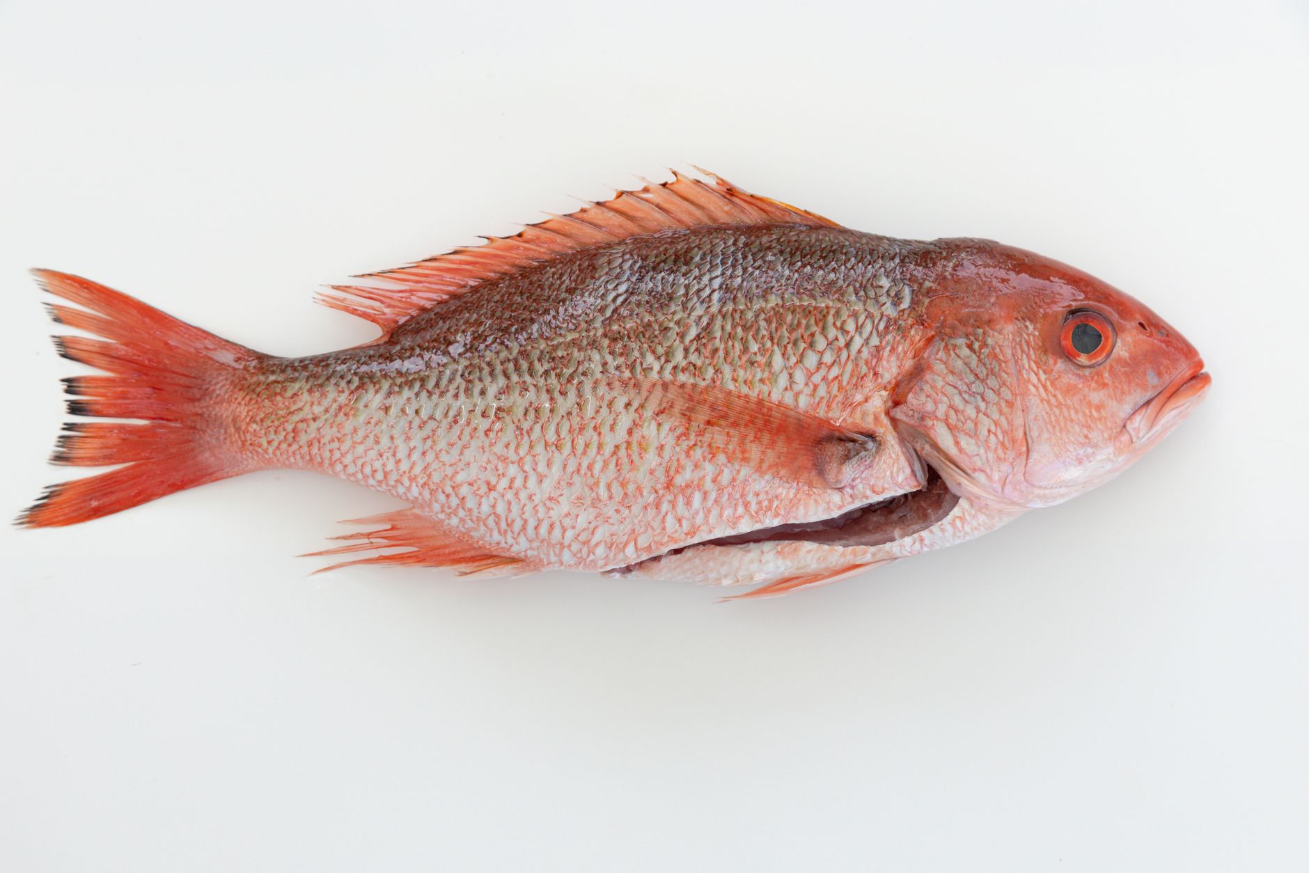 Shrimp-Topped Red Snapper