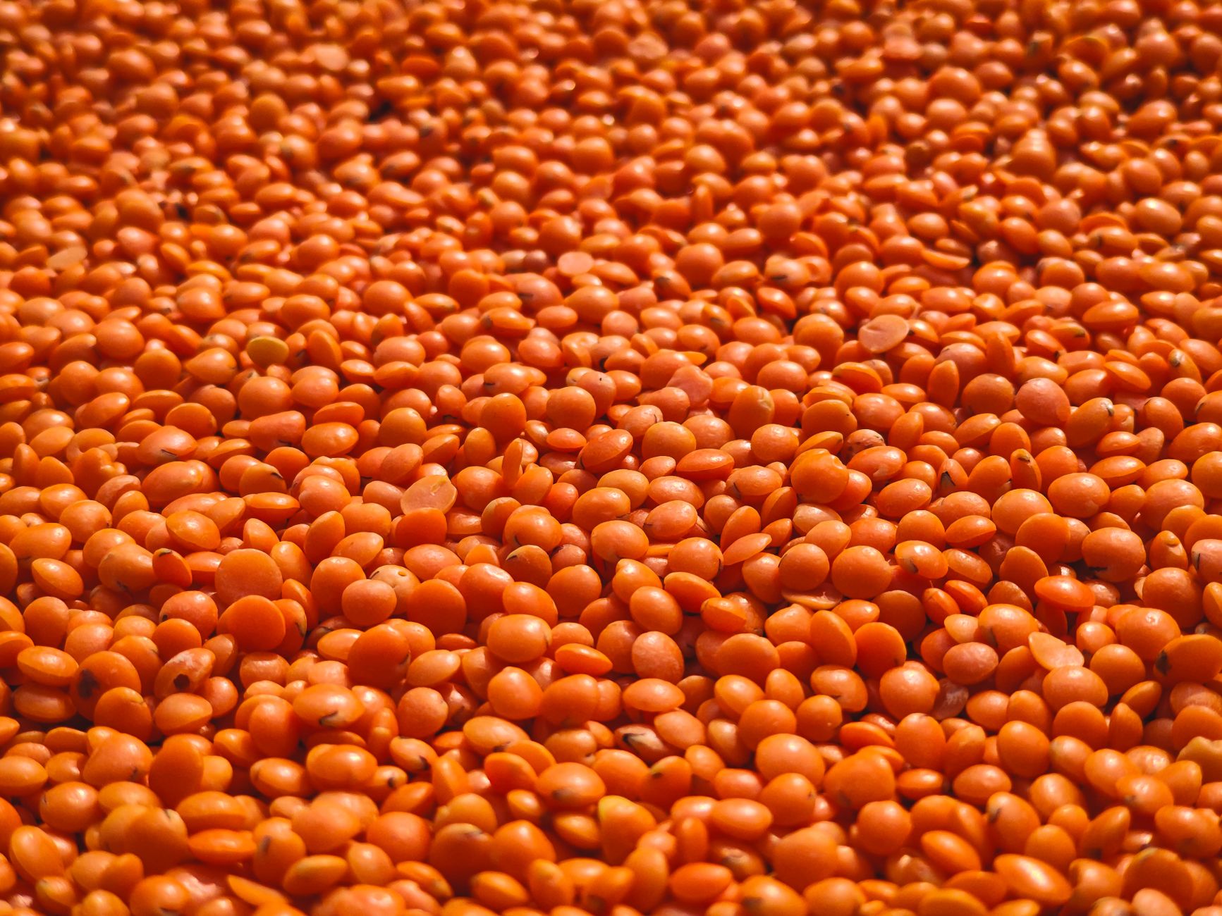 Lentil Bolognese