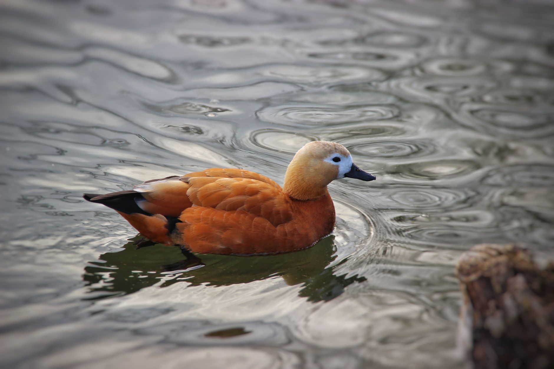 Duck l’Orange