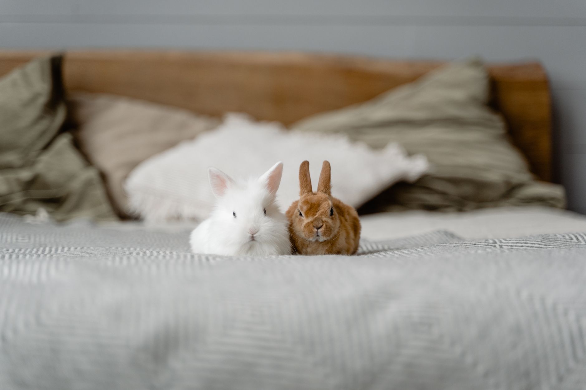 Bunny Rolls