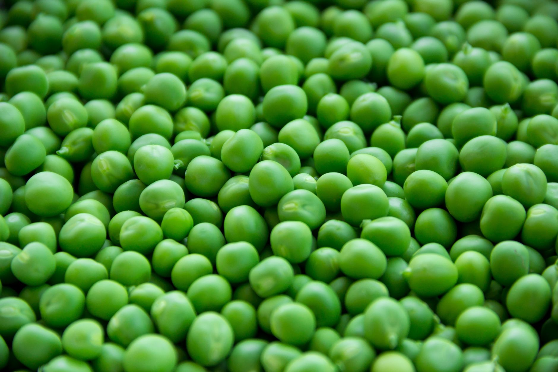 Creamed Peas