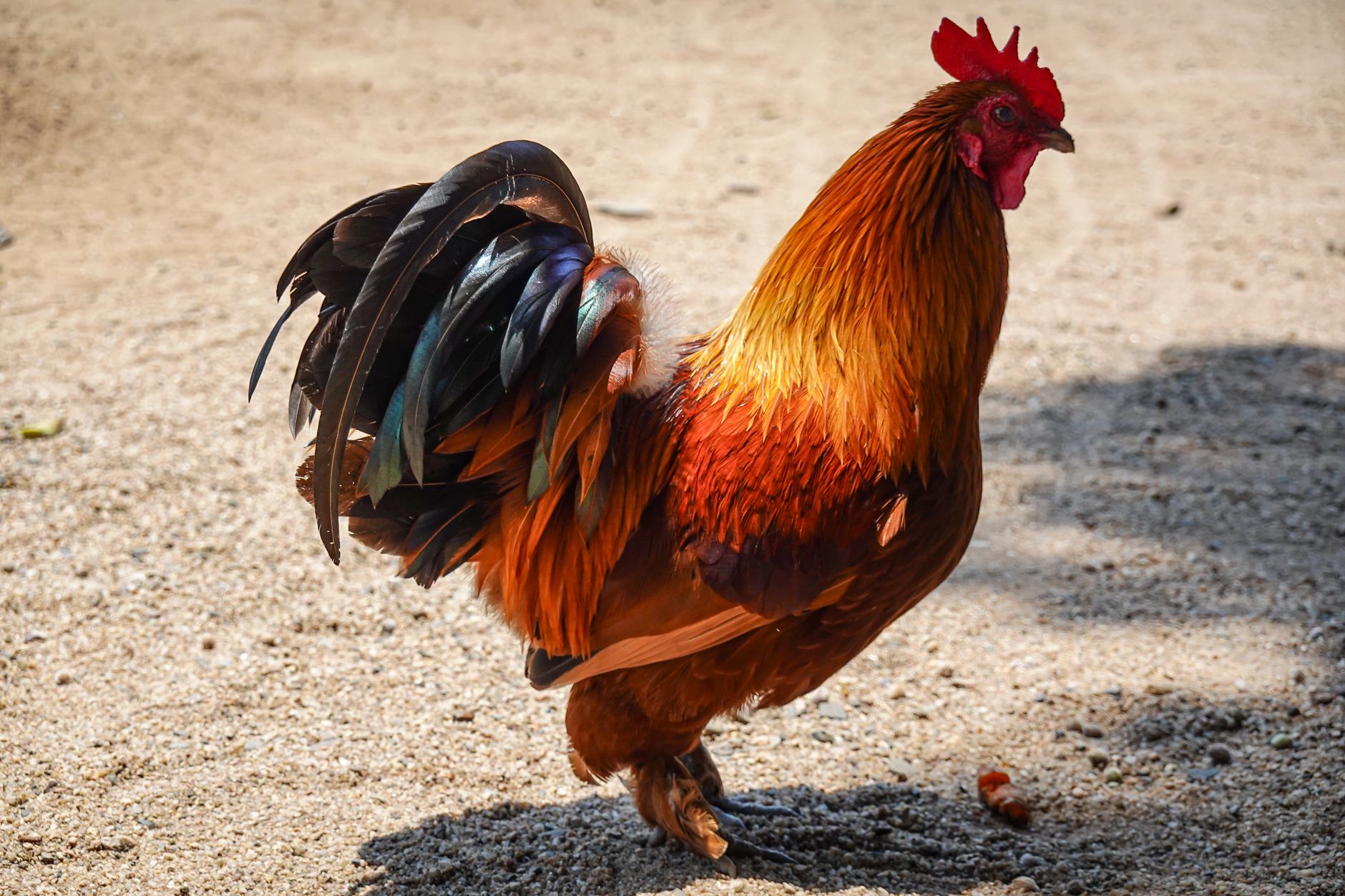 Catalina Chicken