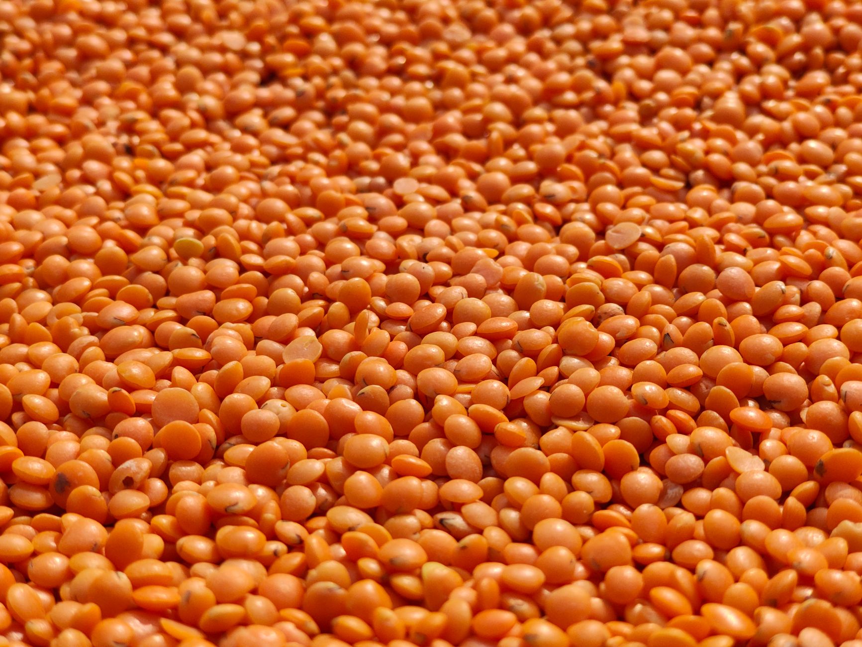 Coconut Lentils