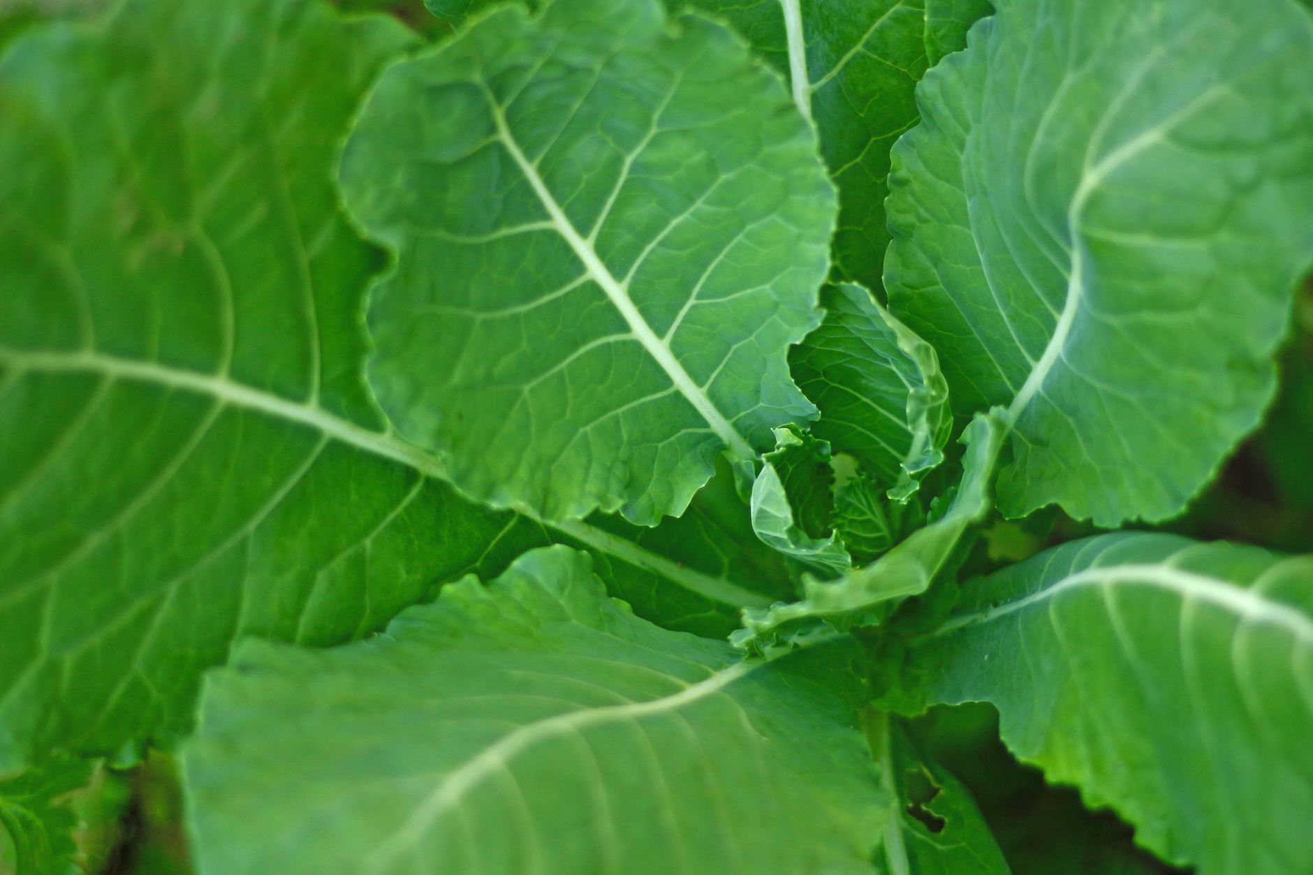 Sukuma Wiki