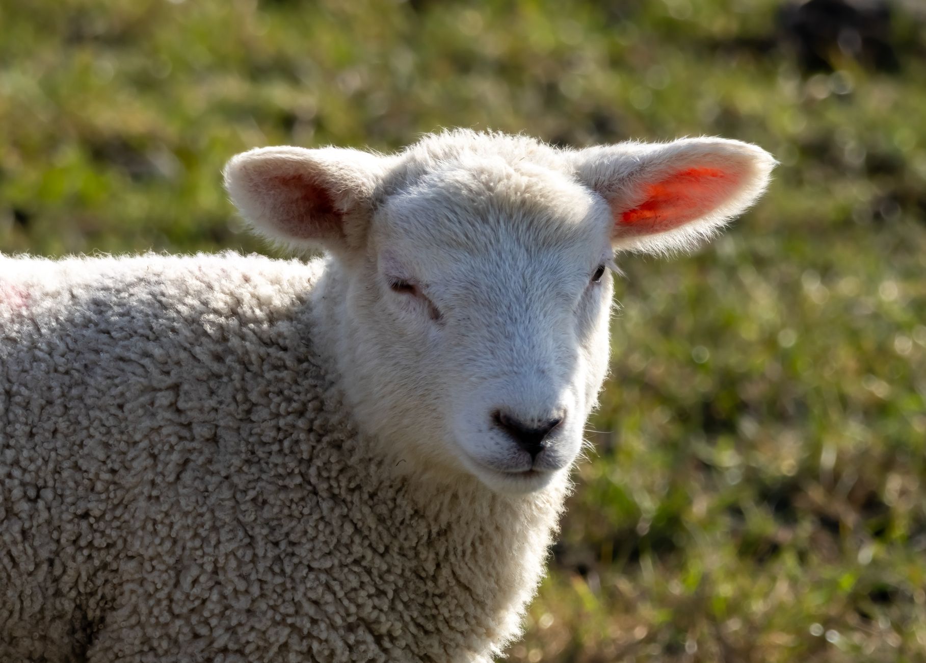 Woolly Butter Lamb