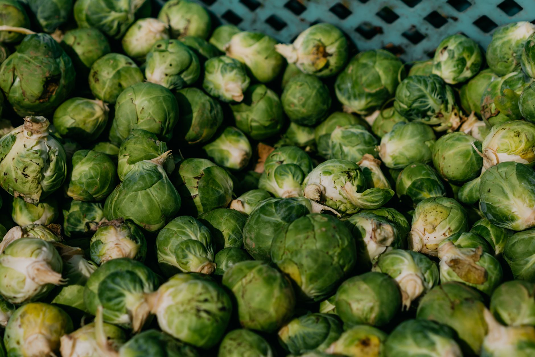 Marinated Brussels Sprouts