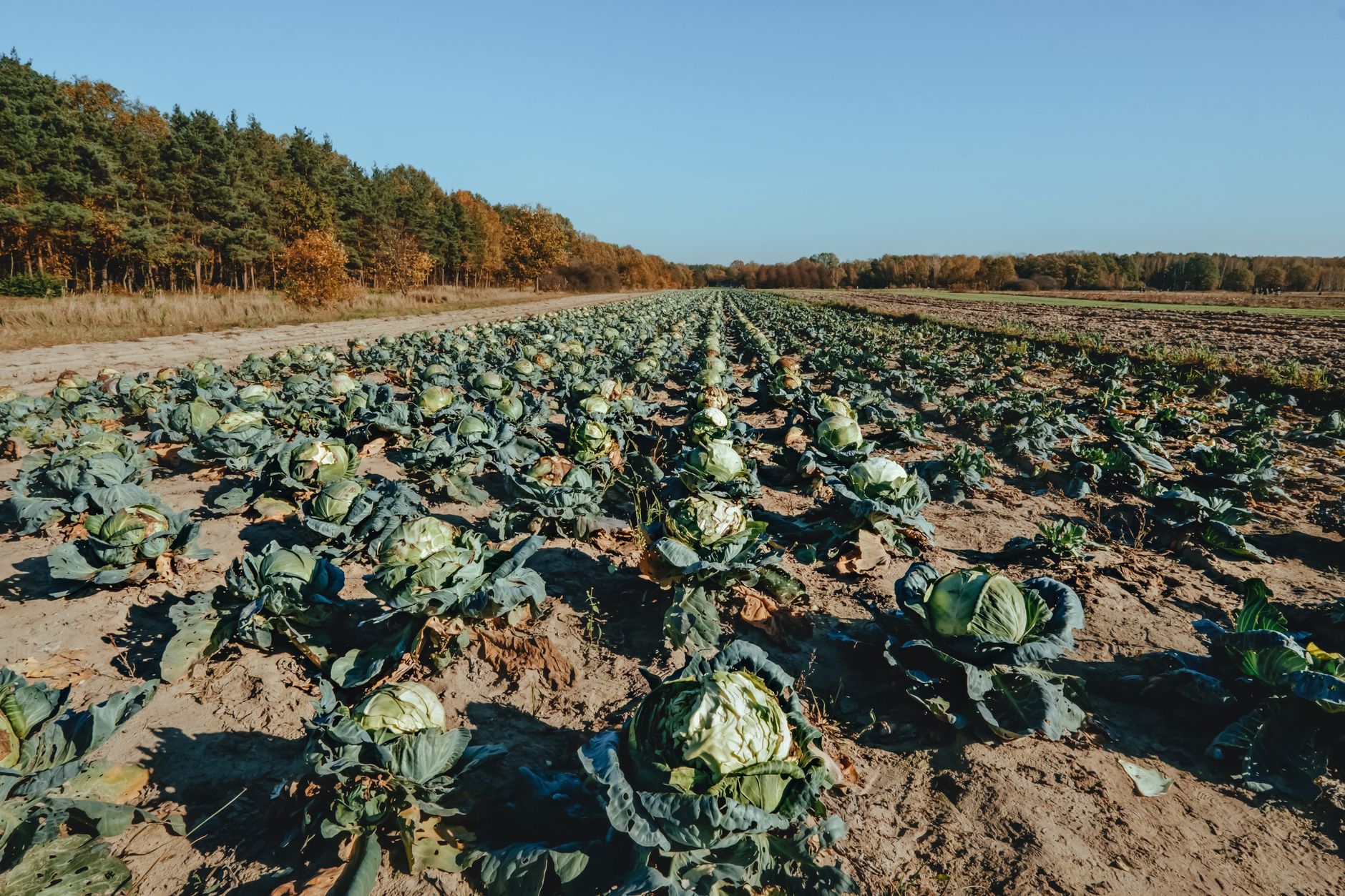 Southern Cabbage