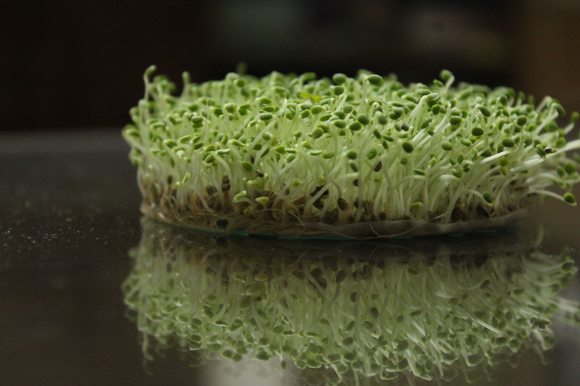 Honey soy sprouts