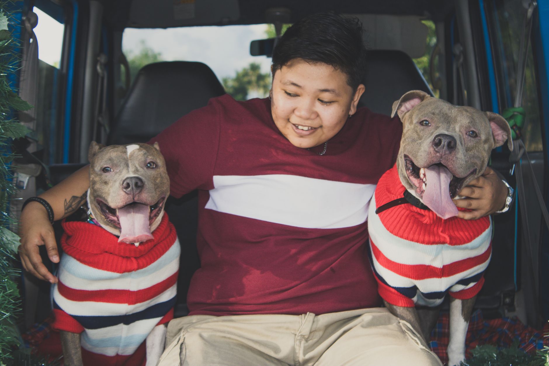Dogs in a Sweater